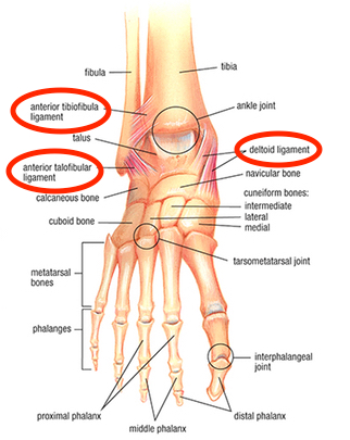 Ankle anatomy showing ligaments commonly involved in ankle sprains