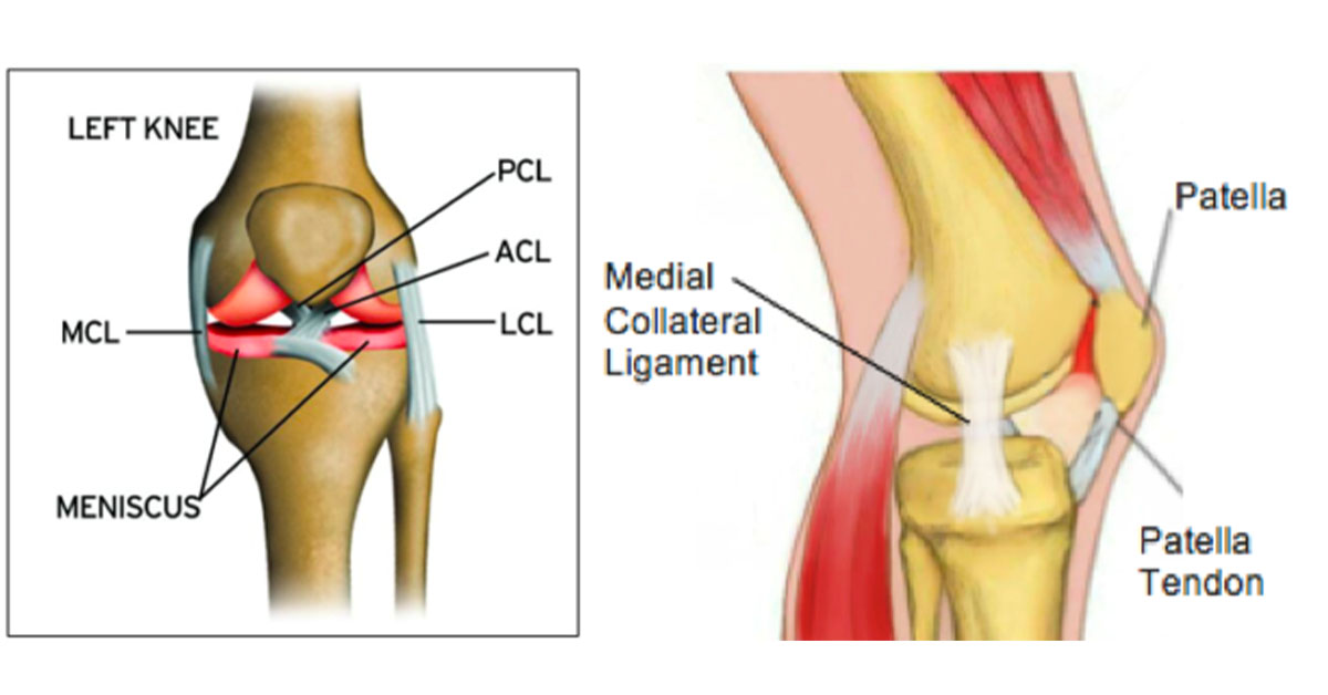 Quick Guide For MCL Sprains ACL Strong pin-on-trigger-points